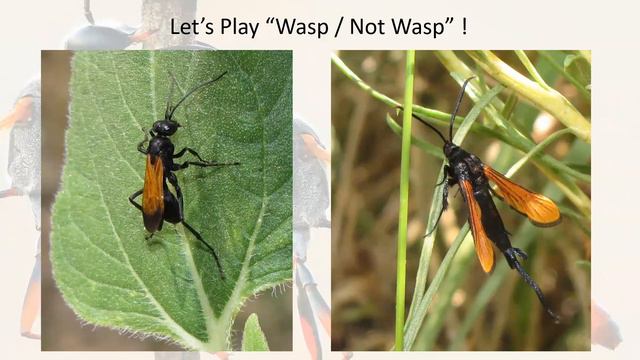 Wasps: The Astonishing Diversity of a Misunderstood Insect. Eric Eaton смотреть онлайн