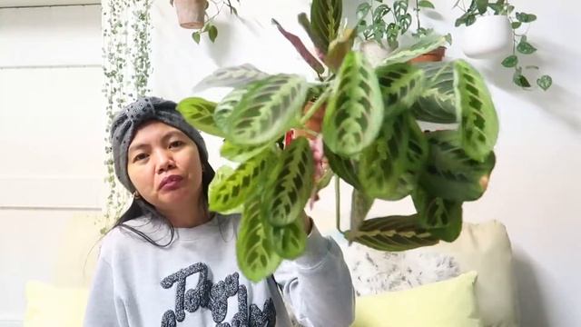 CALATHEA & MARANTA PRAYER PLANT VARIETIES/COLLECTION 2020 + WINTER UPDATE | Myra Murison смотреть онлайн