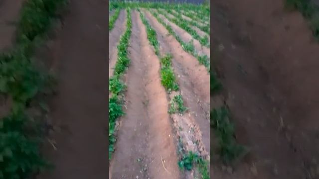 окучивание картошки мотоблоком смотреть онлайн