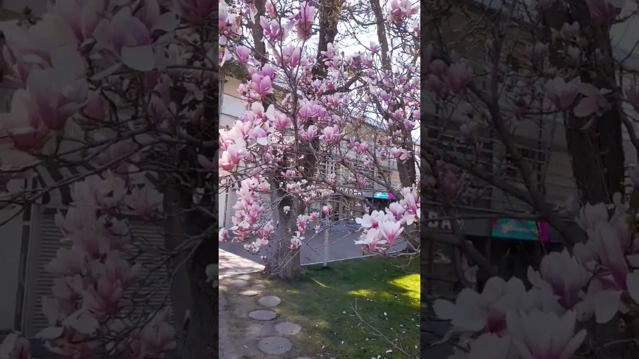 Весна,магнолия. смотреть онлайн