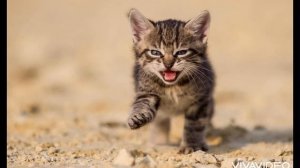 Котята мяукают. Как мяукают котята. Кошка ищет котят - Kitten sound. Kittens, voice cat