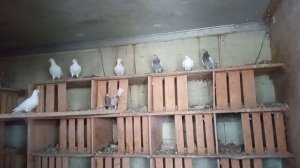 Голуби спортивные, в гостях у Адамыча, п.Алексеевка, Самарская область, тел. +7 927 261-60-41