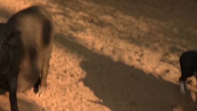 Индийские свиньи ... Хрю - хрю ... смотреть онлайн