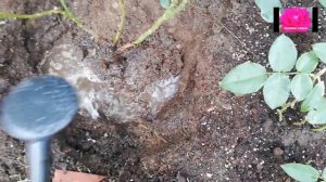 РОЗЫ НАЧИНАЮЩИМ. ПЕРЕСАДКА ВЗРОСЛОЙ РОЗЫ