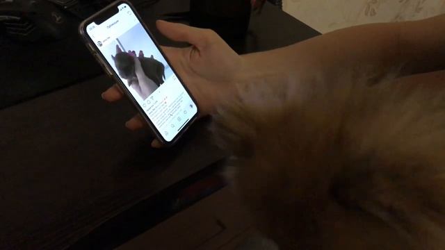 Смотрим видео с новорожденным щеночком шпица. Кажется они понимают друг-друга! смотреть онлайн