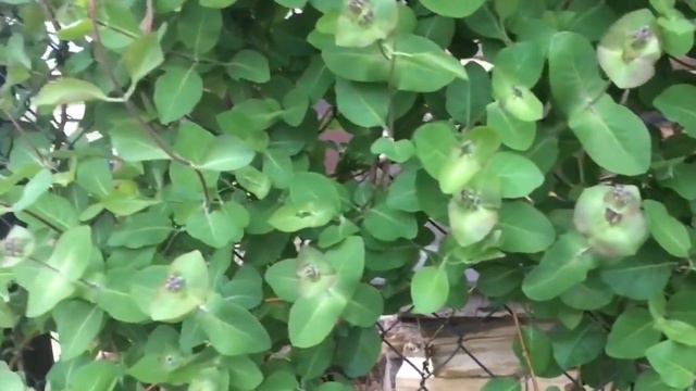 🐈Новые дорожки🐕 смотреть онлайн