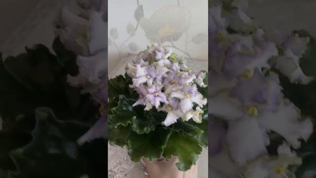 Фиалка ВаТ-Копеечка смотреть онлайн