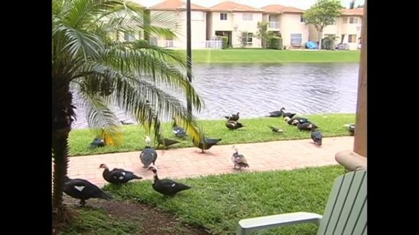 Abella Anderson lr4828 3000