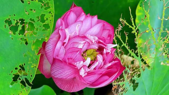 Gazebo - I Like Chopin (classic version) / 1 hour music смотреть онлайн