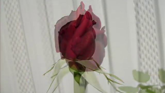 JOSE LUIS PERALES: POR AMOR смотреть онлайн