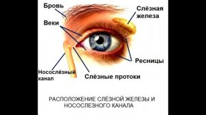 § 14 Орган зрения и зрительный анализатор