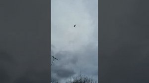 Бойные голуби. Андрея Гуляева. ленинаканцы и головастики.