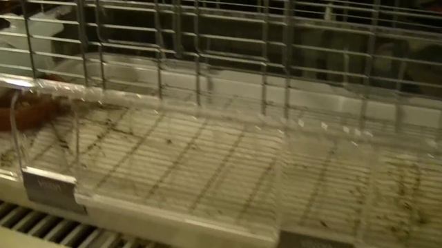 Vision Bird Cage Review смотреть онлайн