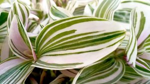 Tradescantia 'Unicorn' (yellow line)