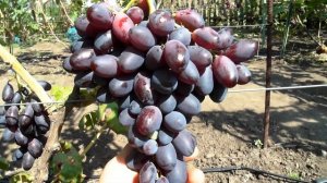 Виноград - Князь Трубецкой .