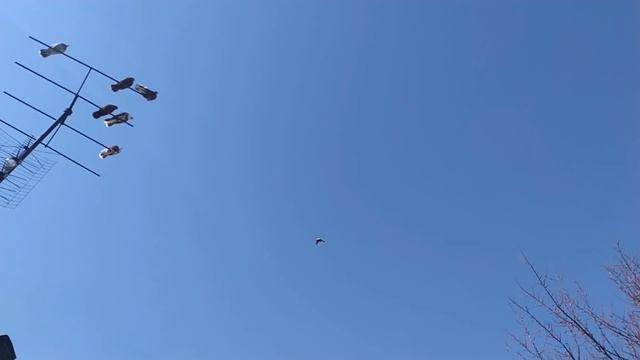 Легенда о старинной шахтерской породе голубей - Ртутных "Киноварей". Николаевские Голуби. Горловка. смотреть онлайн