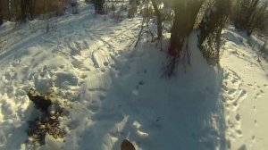 привада для кабана