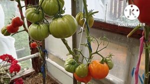 Обзор и дегустация томатов Лискин нос и Память