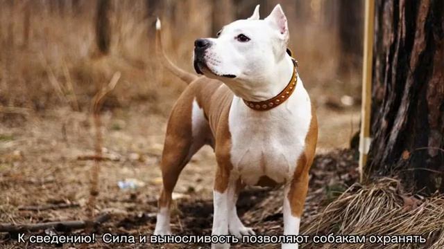 Стаффордширский терьер: характеристика американской собаки