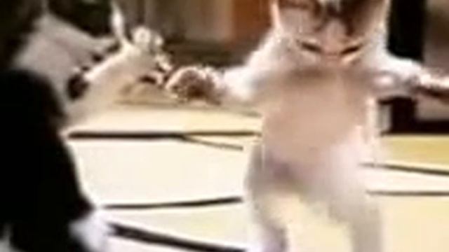 танец живота от кошки смешно до слез смотреть онлайн