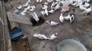 Бакинские бойные голуби в ессентуках у Акунц Арама.