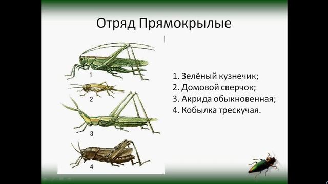 Отряд Таракановые, Прямокрылые, Уховертки, Подёнки. Презентация. смотреть онлайн