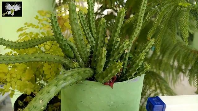 HUERNIA cuidados y cultivo, ojo de dragón, Huernia penzigii, Mi diario de Jardin смотреть онлайн