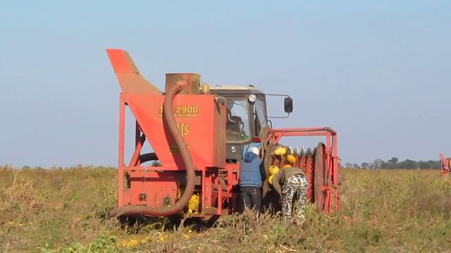 Сбор тыквенных семечек / збір гарбузового насіння смотреть онлайн
