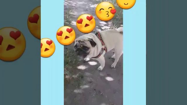 Мопс Бакс ест шелковицу) смотреть онлайн