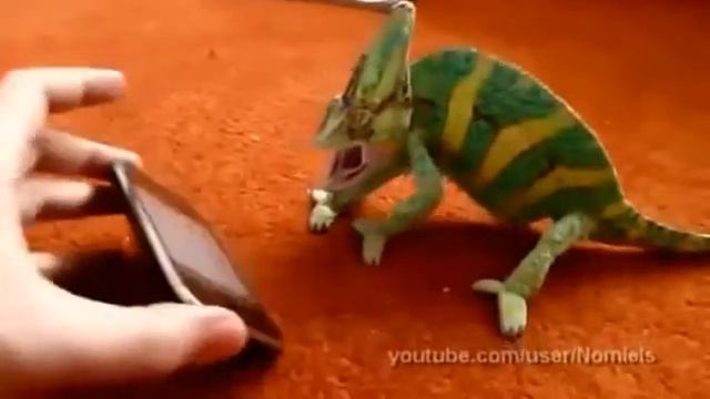 ЛУЧШЕЕ ВИДЕО Смешные животные смотреть онлайн