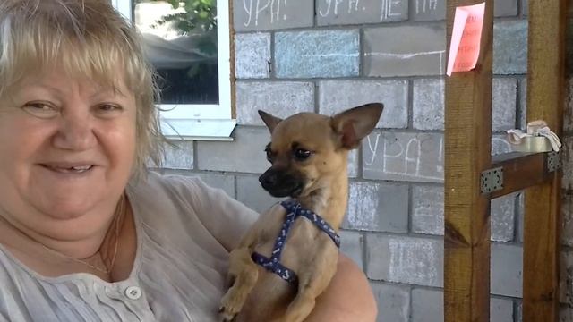 Собака поет смотреть онлайн