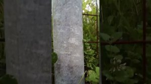 Забор из асбестовых труб спустя год