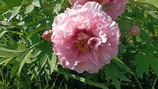 Деревовидні #півонії, ч2 смотреть онлайн