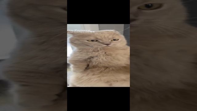 коты начали враждовать ?