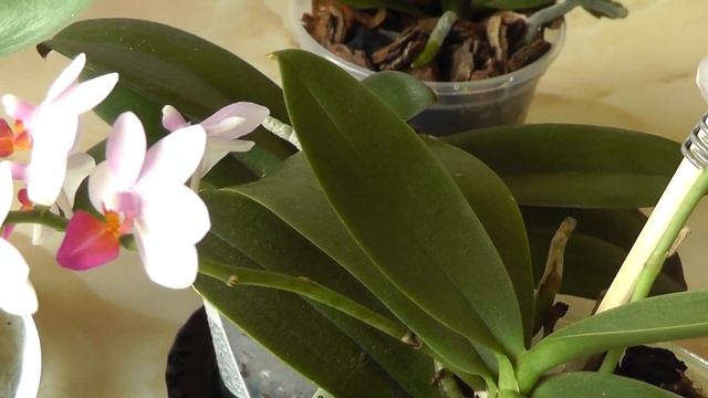 лопнул лист у орхидеи Причины? Почему лопаются листья у орхидеи фаленопсис? смотреть онлайн