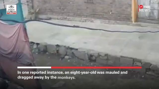 Maharashtra: Rampaging Monkeys Kill 250 Dogs In Revenge Massacre