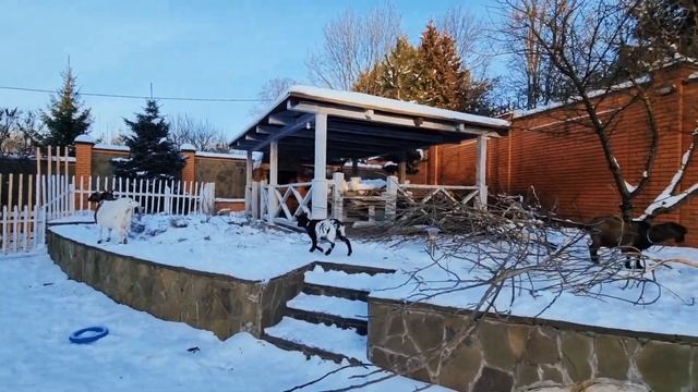 Как отучить козочку от сиськи?Продаю козу. смотреть онлайн