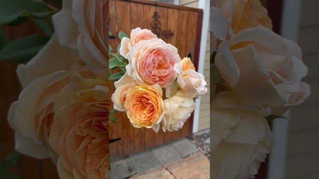 Crown Princess Margareta rose смотреть онлайн