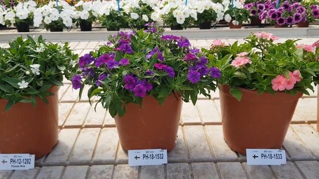 April Blooming 2021, Breeders Choice: Phlox смотреть онлайн