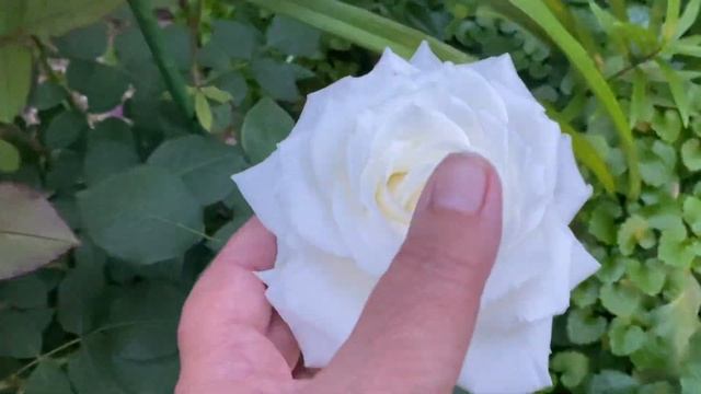 Роза Боинг, белоснежная и нежная ??♀️???♀️???♀️ смотреть онлайн