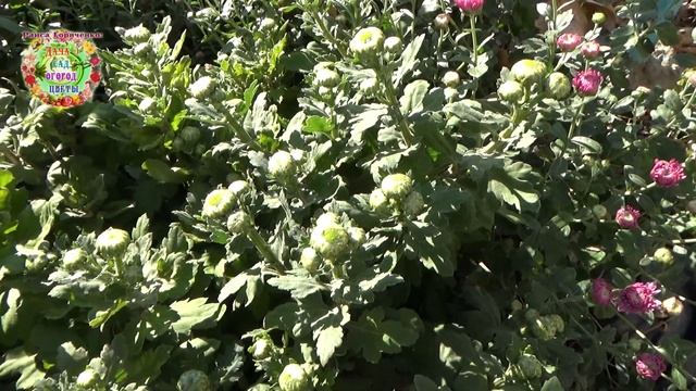 Вырастите крупный цветок хризантемы. Это легко и просто смотреть онлайн