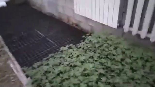 Виращивания расади томатов и перца в зимний теплице смотреть онлайн