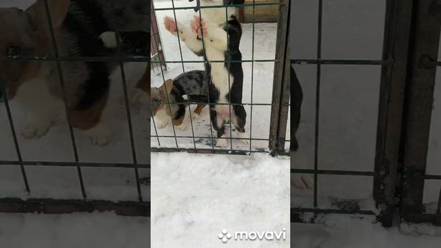 девочка Вельш корги кардиган мрамор свободна можно спросить #щенкикорги #коргикардиган смотреть онлайн