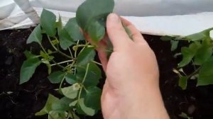 Несколько причин почему осыпаются бутоны у перца.