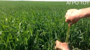 Подзимний сев семян ярового ячменя Дункан Авакс 1 часть АГРО ТОТ