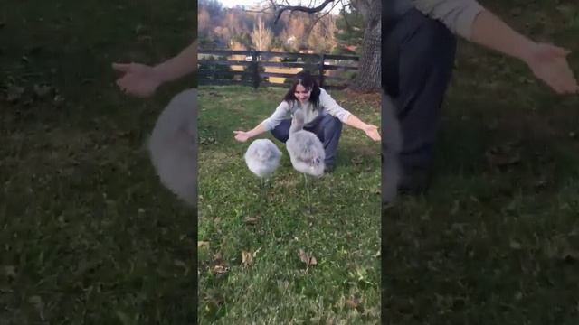 Малыши фламинго смотреть онлайн