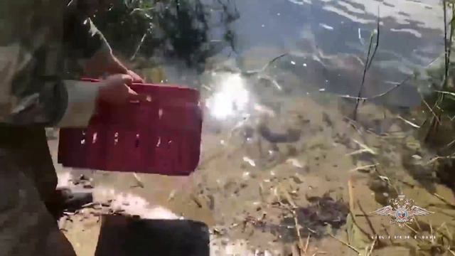 Полицейские пресекли деятельность группы, занимавшейся скупкой и сбытом незаконно добытых раков смотреть онлайн