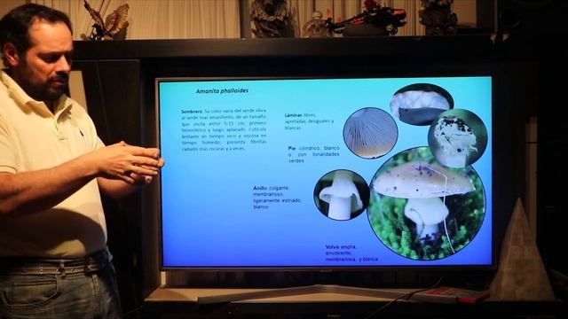 Agaricales; género Amanita смотреть онлайн