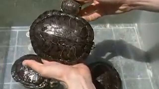 How Big Red Eared Sliders Actually Get смотреть онлайн