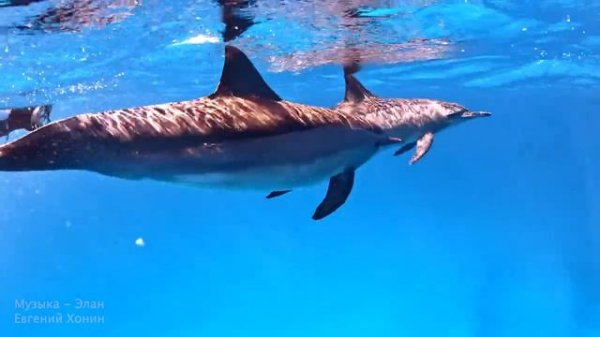 528гц 936гц Пение Дельфинов